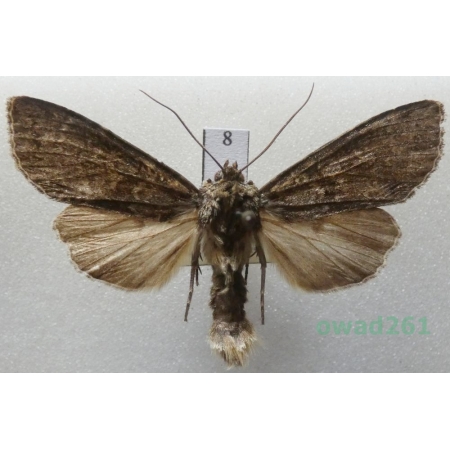 Polia nebulosa (Hufnagel, 1766) Czech8